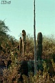 Tall Cactus